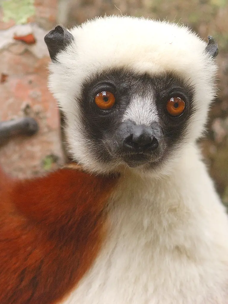 Madagaskar – Im Land der Lemuren